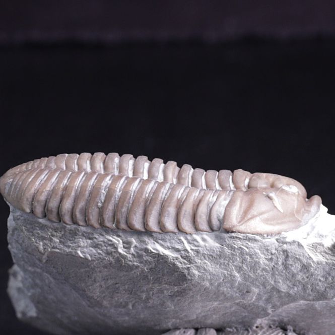 Hovedbilde Trilobitt (Flexicalymene retrosa) Ohio
