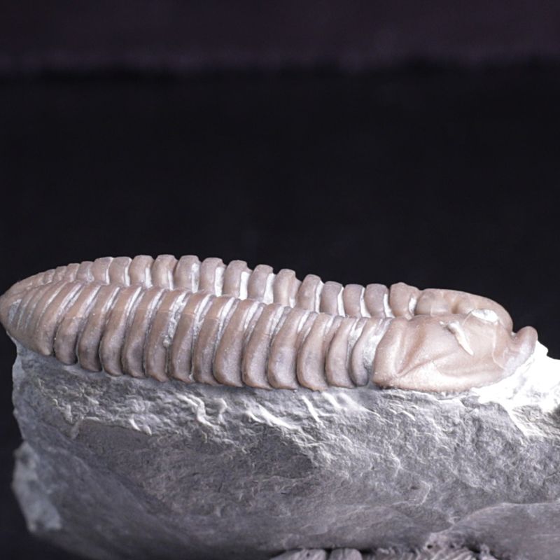 Trilobitt (Flexicalymene retrosa) Ohio