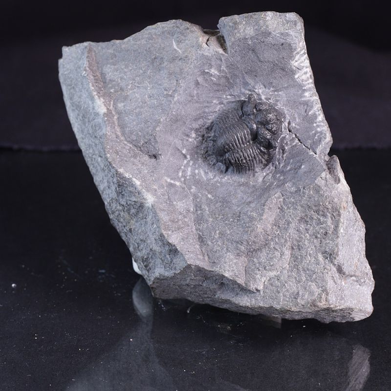 Trilobitt (Acanthopyge bassei)