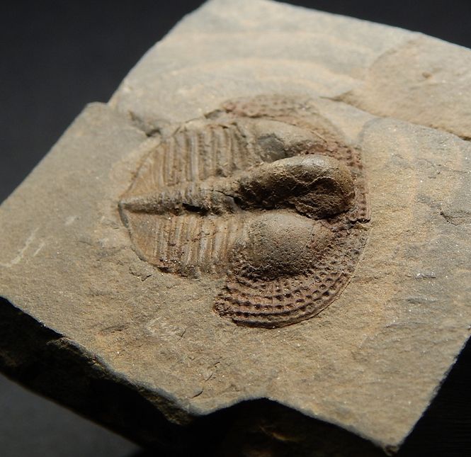 Hovedbilde  Trilobitt (Deanaspis senftenbergi)
