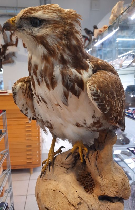 Musvåk (Buteo buteo), utstoppet