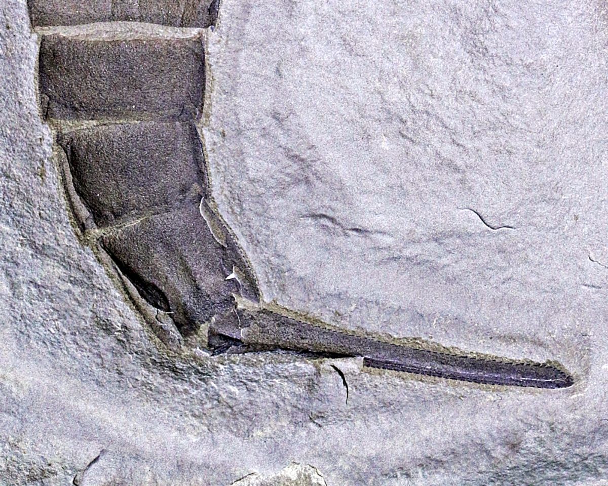 Fossil sjøskorpion (Eurypterus remipes)