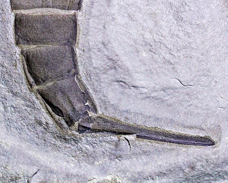 Fossil sjøskorpion (Eurypterus remipes)