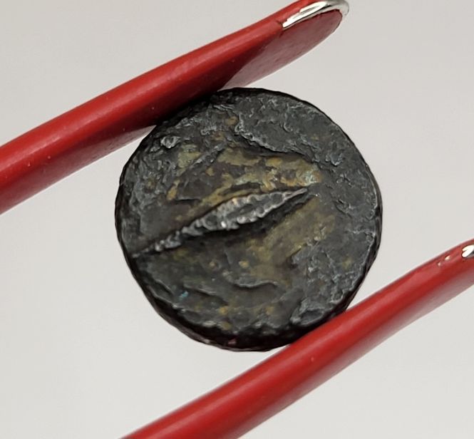 Hovedbilde Athene på mynt fra Elaia, år 300-200 f.Kr.
