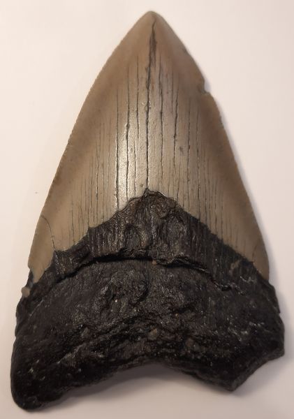 Hovedbilde Megalodon-tann (10,7 cm), South Carolina, USA