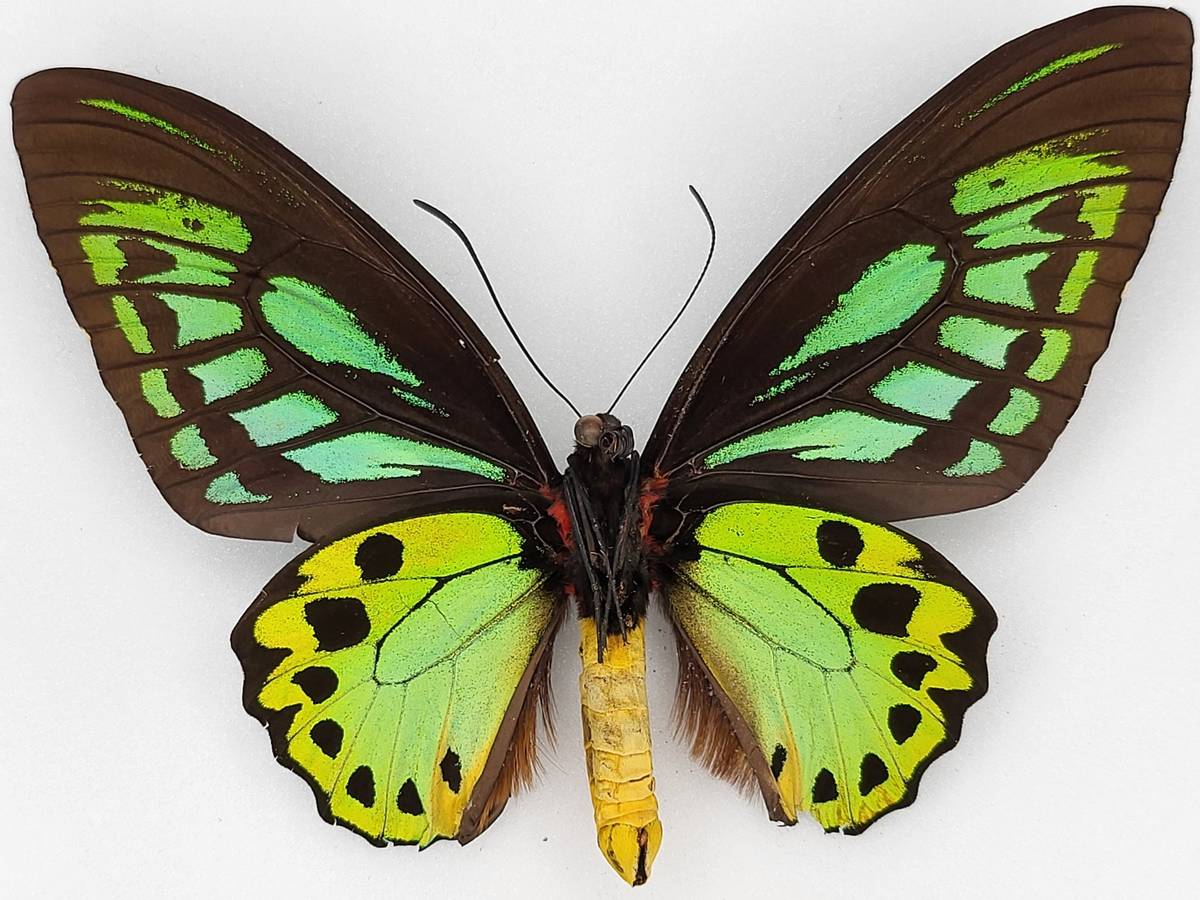 Ornithoptera priamus demophanes, Papua Ny-Guinea