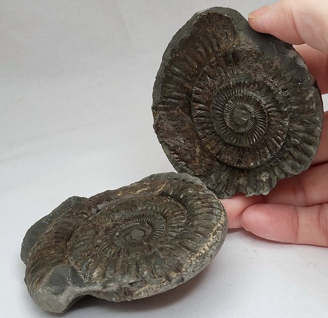 Hovedbilde Ammonitt (Dactylioceras sp.), delt nodul, Whitby, England