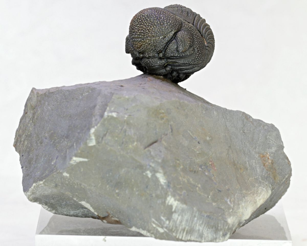 SOLGT! Trilobitt (Morocops sp.), sammenrullet