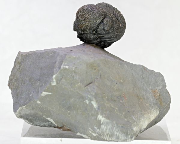 Hovedbilde SOLGT! Trilobitt (Morocops sp.), sammenrullet