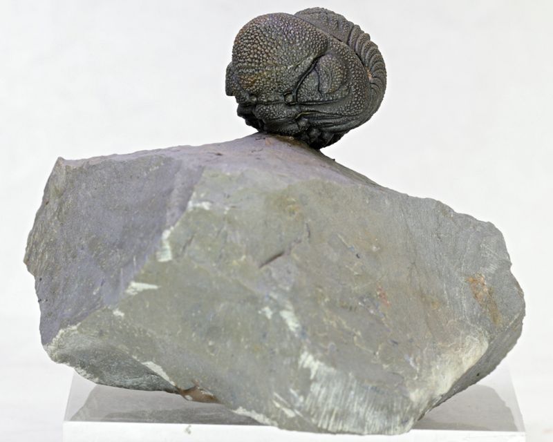 SOLGT! Trilobitt (Morocops sp.), sammenrullet