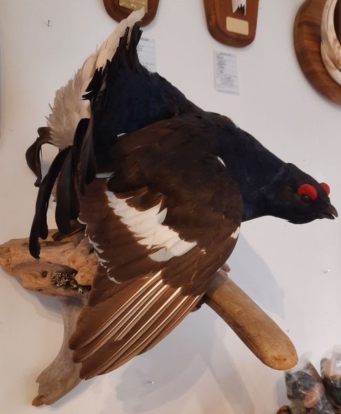 Hovedbilde Orrhane (Lyrurus tetrix), utstoppet, veggmontasje