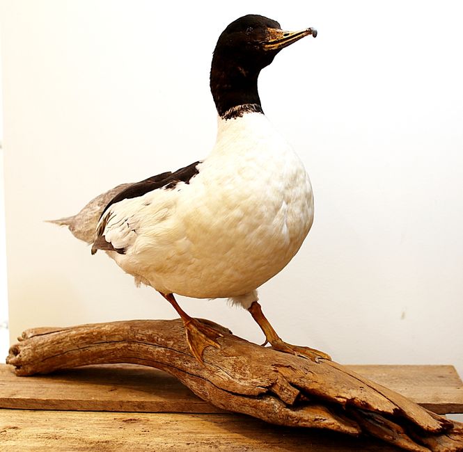 Hovedbilde Laksand (Mergus merganser), utstoppet