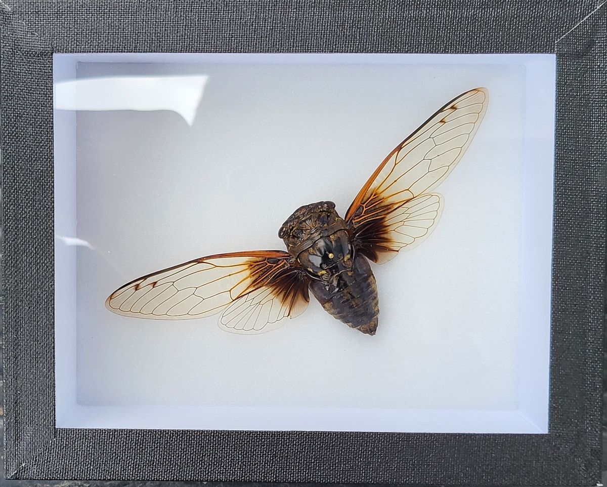 Sangsikade (Cryptotympana nitidula), ramme: 15 x 12 x 5,4 cm