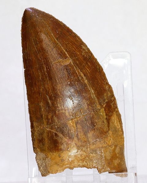 Hovedbilde Carcharodontosaurus-tann, 6,4 cm