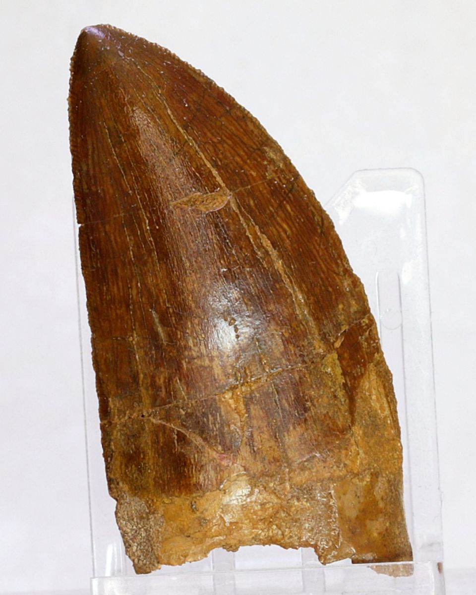 Carcharodontosaurus-tann, 6,4 cm