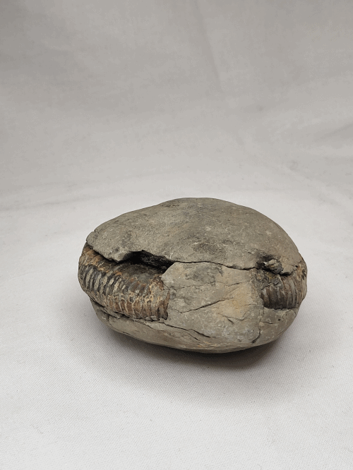 Hovedbilde Ammonitt (Dactylioceras sp.), delt nodul, Whitby, England