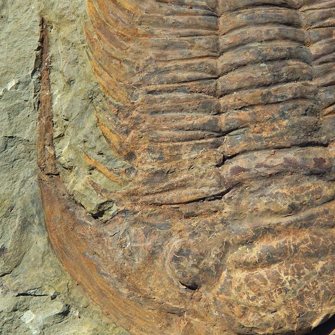 Hovedbilde Kjempetrilobitt (Acaparadoxides briareus)