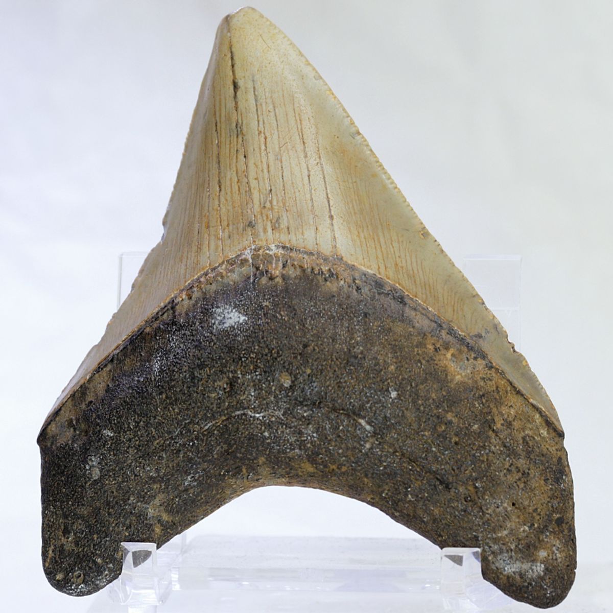 Megalodon-tann (9,1 cm), South Carolina, USA