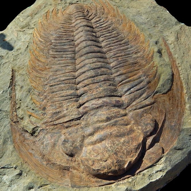 Hovedbilde Kjempetrilobitt (Acaparadoxides briareus)