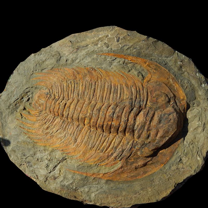 Kjempetrilobitt (Acaparadoxides forteyi)
