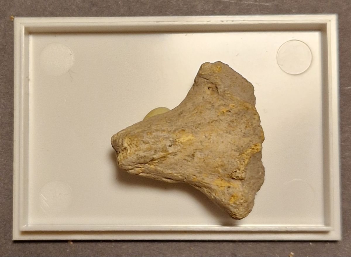 Del av hulebjørnknokkel (Ursus spelaeus)