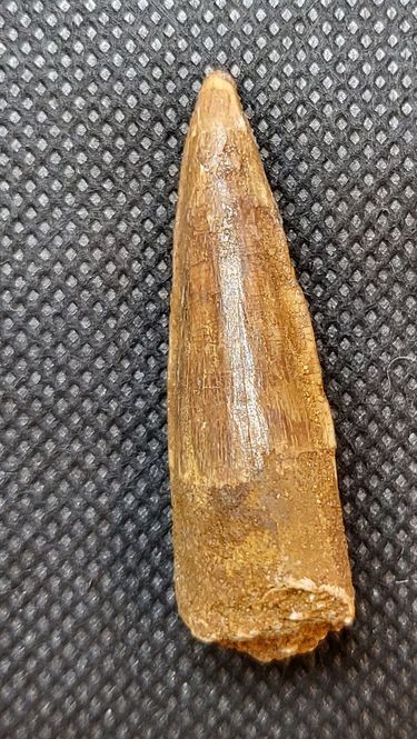 Hovedbilde Spinosaurustann (4,3 cm)