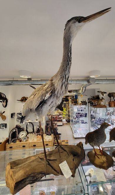 Hovedbilde Gråhegre (Ardea cinerea), ungfugl, utstoppet