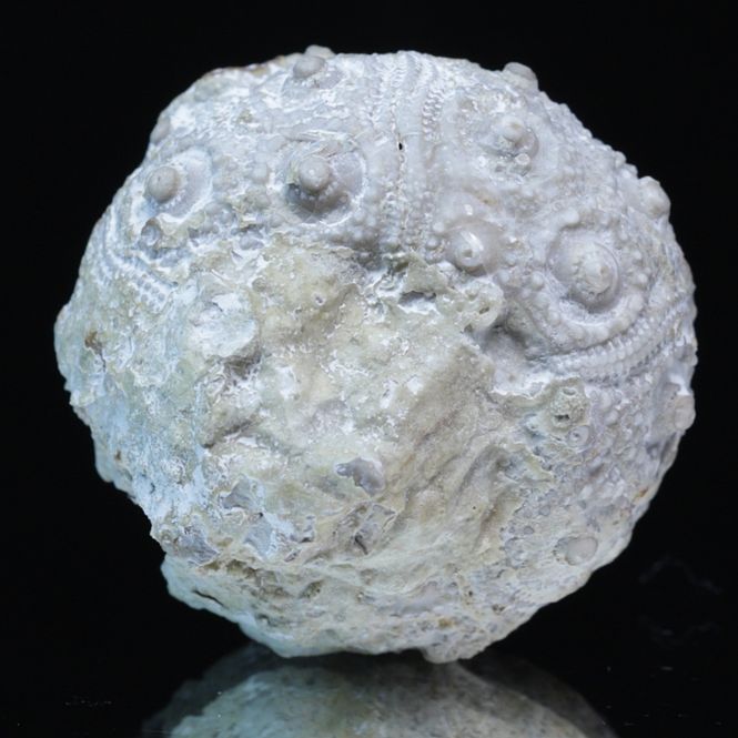 Hovedbilde Fossil kråkebolle/sjøpinnsvin (Plegiocidaris bradfordiensis)