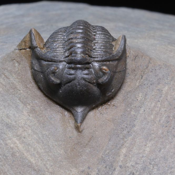 Hovedbilde  Trilobitt Pseudocryphaeus (Cryphina) sp., 410 mill. år