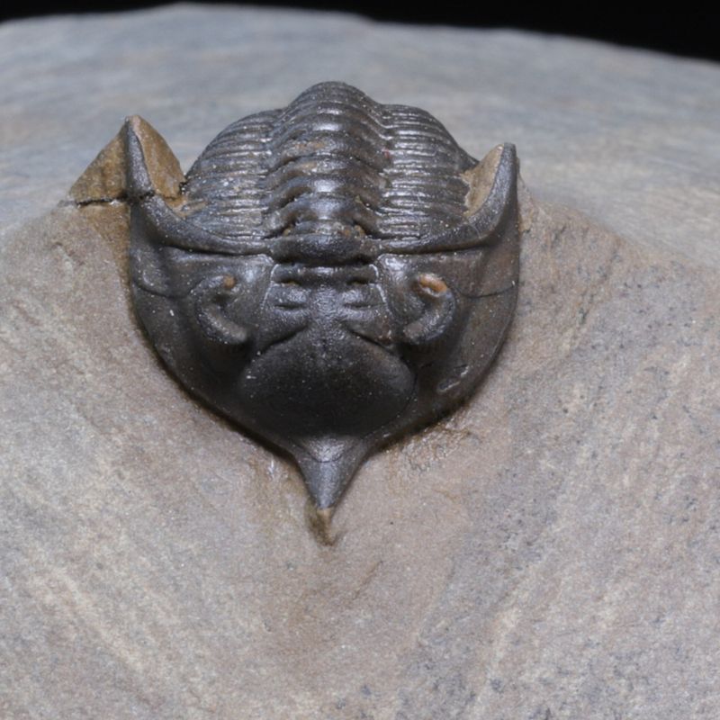  Trilobitt Pseudocryphaeus (Cryphina) sp., 410 mill. år