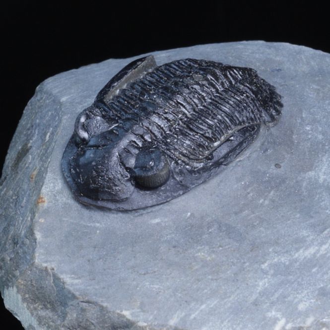 Hovedbilde  Trilobitt (Hollardops sp.), 390 mill år