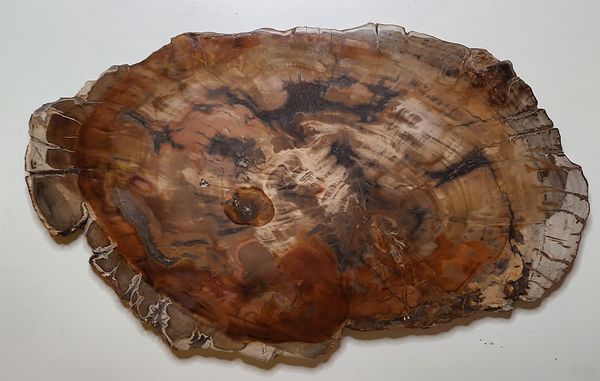 Hovedbilde Skive av fossilt tre, Madagaskar (41 cm), ca. 225 mill. år