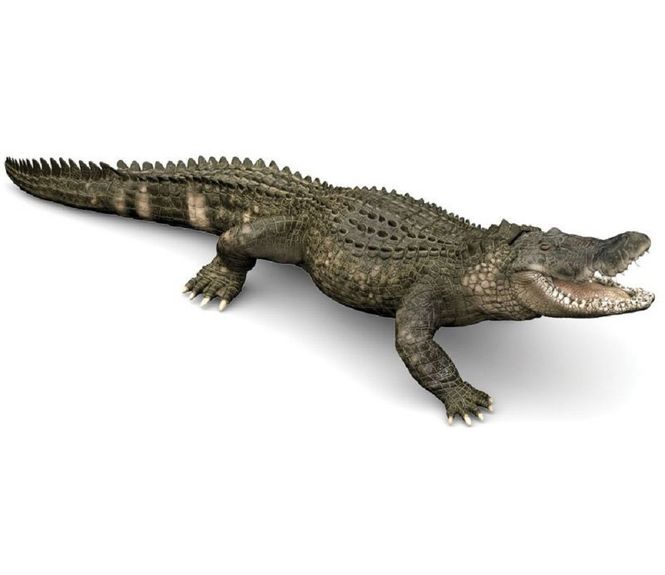 Hovedbilde Alligator mississippiensis