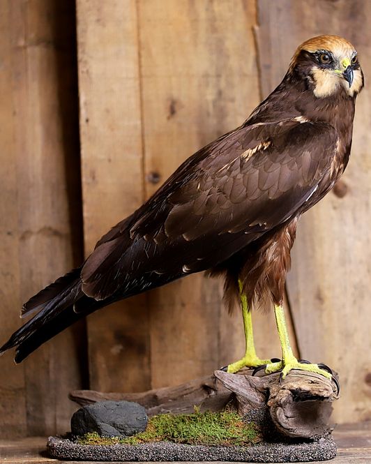 Hovedbilde Sivhauk (Circus aeruginosus), utstoppet med CITES-sertifikat
