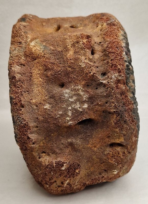 Fossil hvalvirvel (minst 40,000 år)