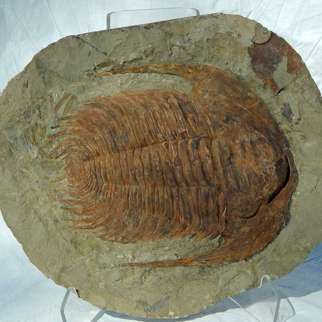 Hovedbilde Kjempetrilobitt (Acaparadoxides briareus)