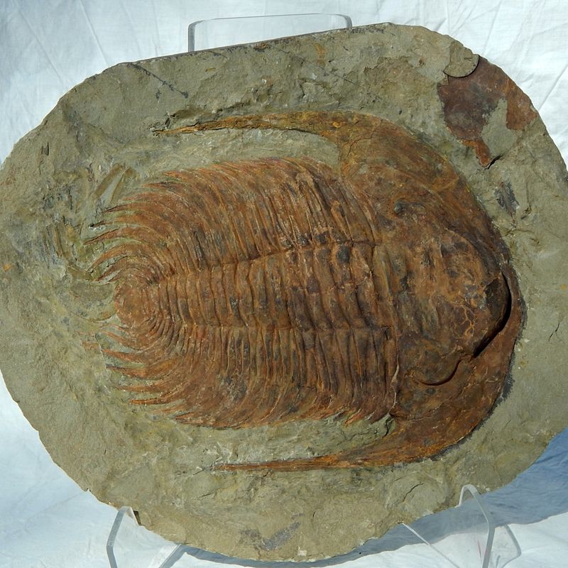 Kjempetrilobitt (Acaparadoxides briareus)