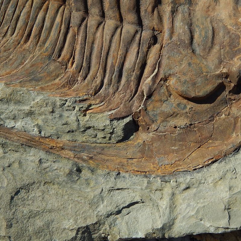 Kjempetrilobitt (Acaparadoxides briareus)