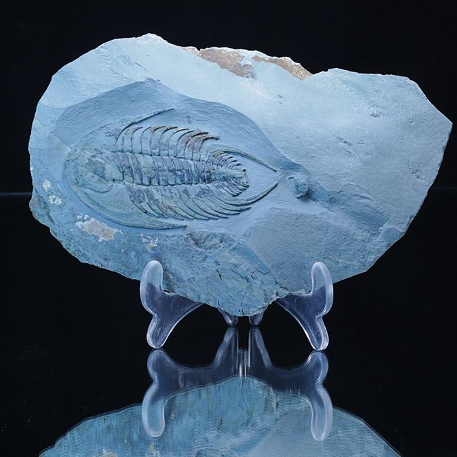 Hovedbilde Trilobitt (Neltneria termieri), nedre kambrium