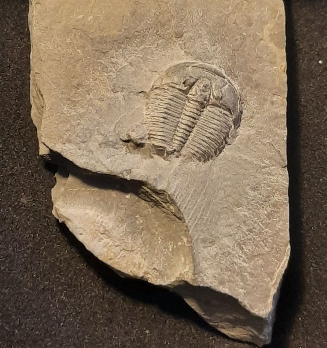 Trilobittfossil (Elrathia kingii), Utah, USA