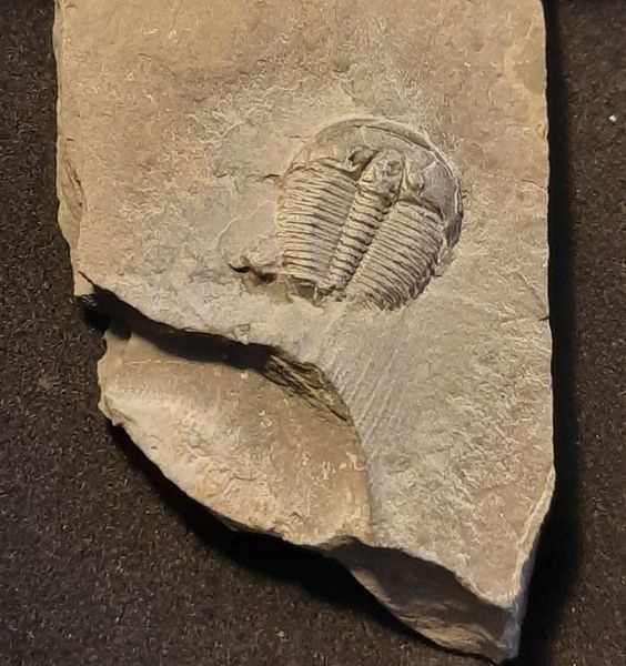 Hovedbilde Trilobittfossil (Elrathia kingii), Utah, USA