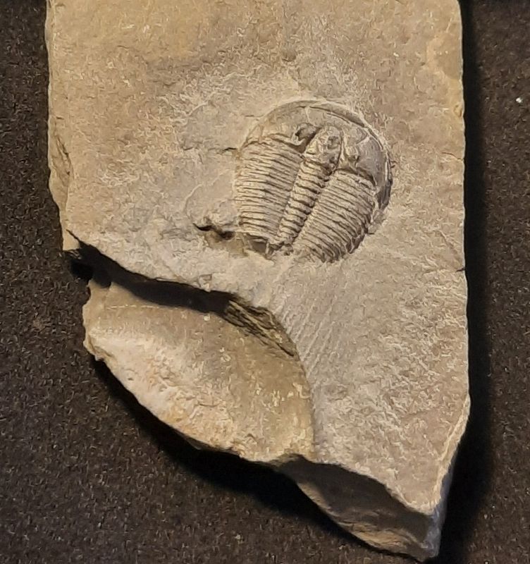 Trilobittfossil (Elrathia kingii), Utah, USA