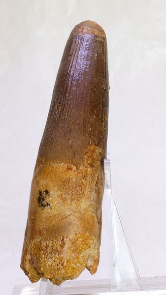 Hovedbilde Pen og diger spinosaurustann i ramme, 10,0 cm