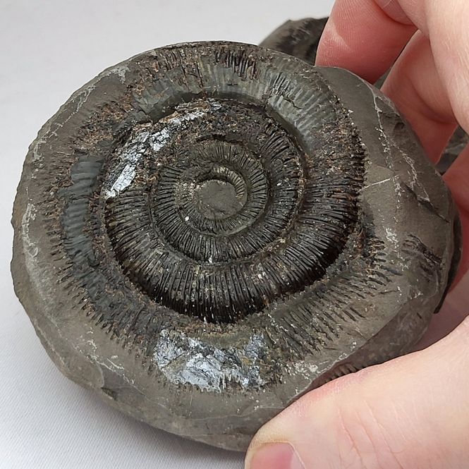 Hovedbilde Ammonitt (Dactylioceras sp.), delt nodul, Whitby, England