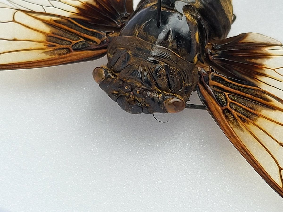 Sangsikade (Cryptotympana nitidula), ramme: 15 x 12 x 5,4 cm