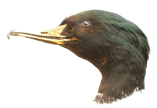 Hovedbilde Laksand (Mergus merganser), utstoppet