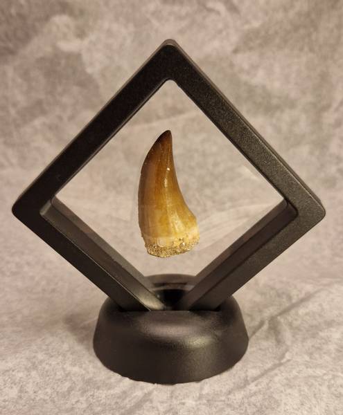 Bilde av Fossil mosasaurustann (Eremiasaurus heterodontus)