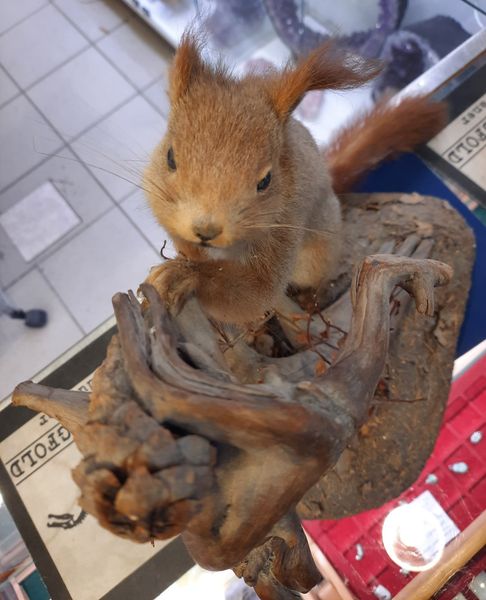 Hovedbilde Ekorn (Sciurus vulgaris), utstoppet