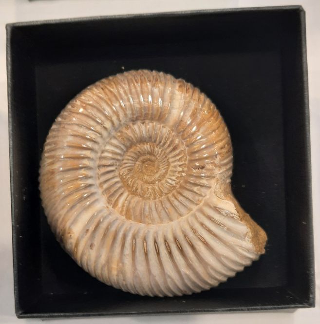 Hovedbilde Ammonitt, Perisphinctes sp. (polert), ca. 7 cm i gaveeske
