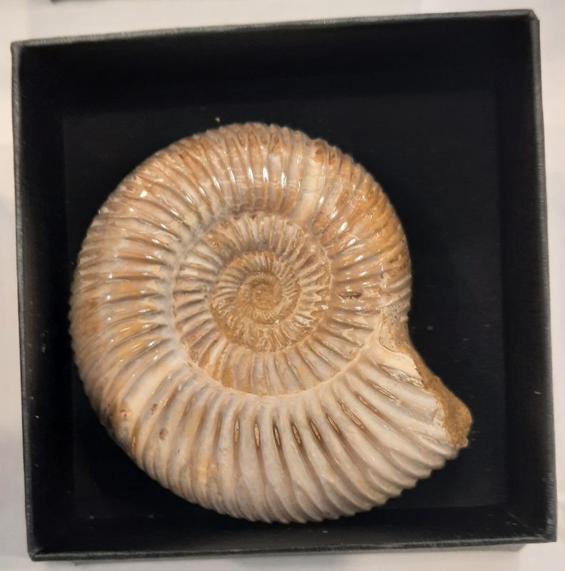 Ammonitt, Perisphinctes sp. (polert), ca. 7 cm i gaveeske